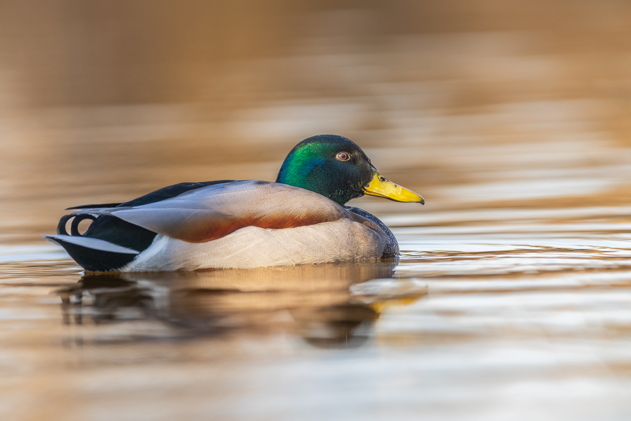 Stockente [Anas platyrhynchos] ♂