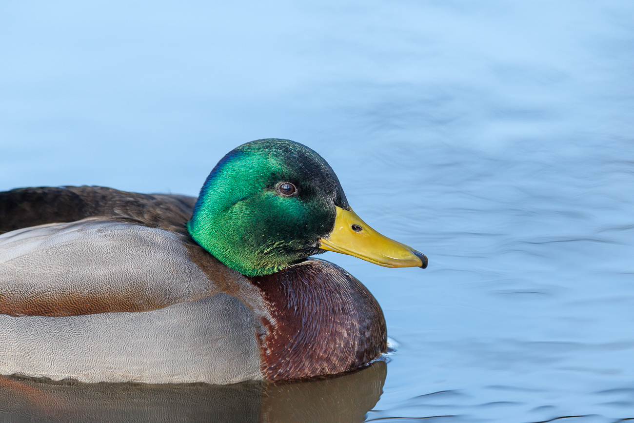 Stockente [Anas platyrhynchos] ♂
