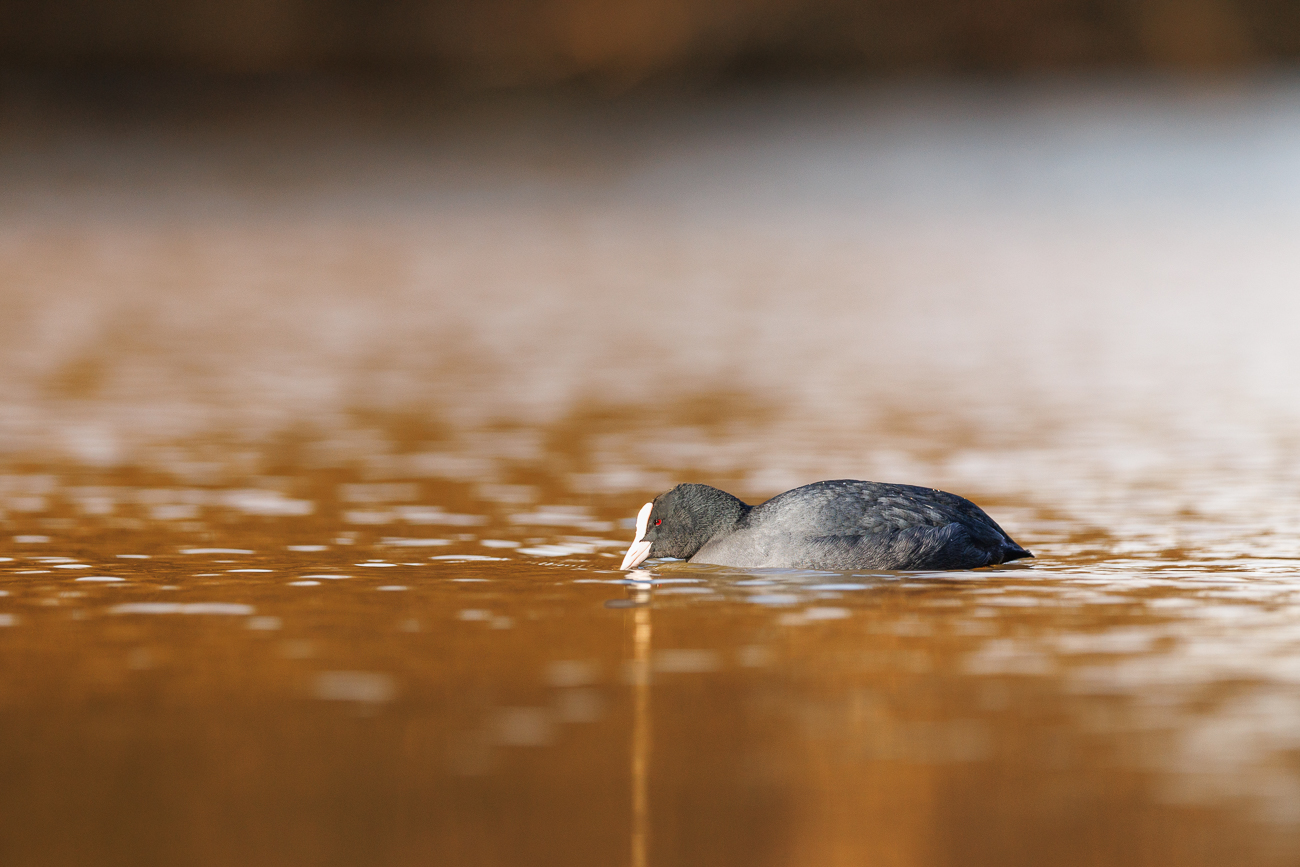 Blässhuhn [Fulica atra]