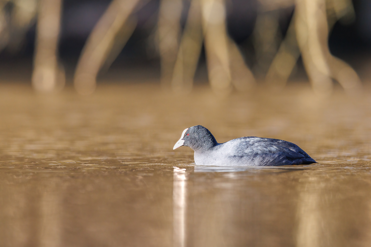 Blässhuhn [Fulica atra]