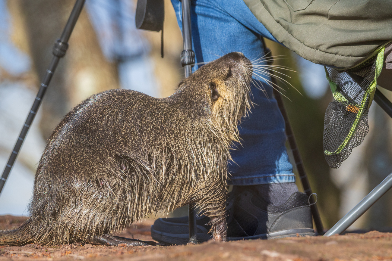 Etwas aufdringliches Nutria ...