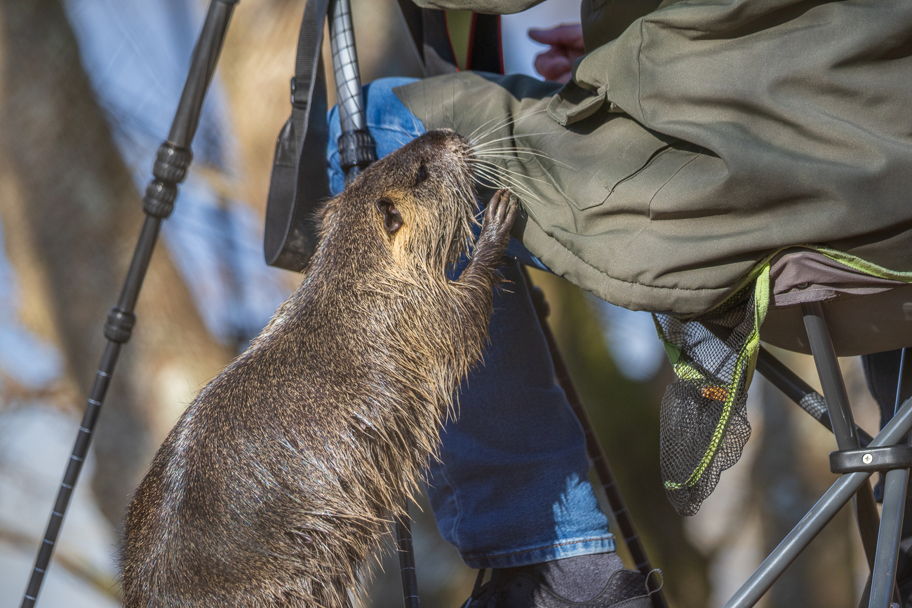 ... nein, Wildtiere werden nicht gefüttert!