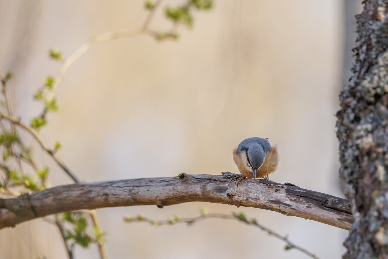 Kleiber [Sitta europaea]