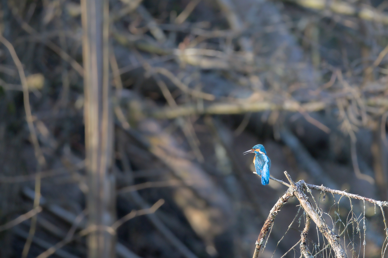 Eisvogel [Alcedo atthis] ♂