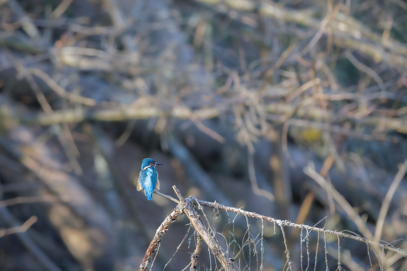 Eisvogel [Alcedo atthis] ♂