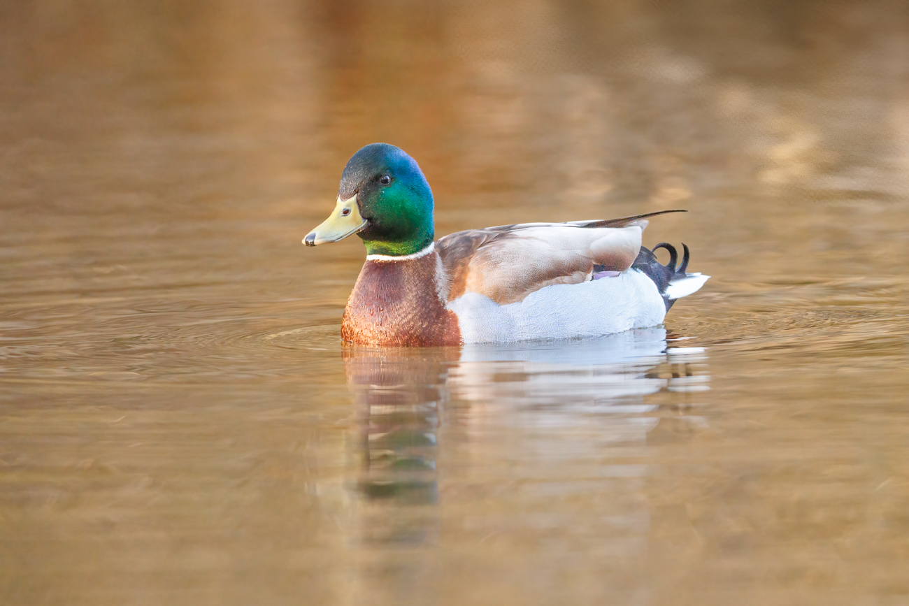 Bis dahin müssen andere Vögel modeln: Stockente [Anas platyrhynchos] ♂