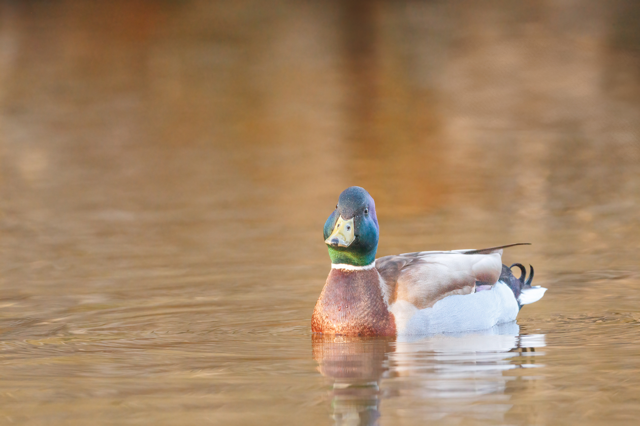 Stockente [Anas platyrhynchos] ♂