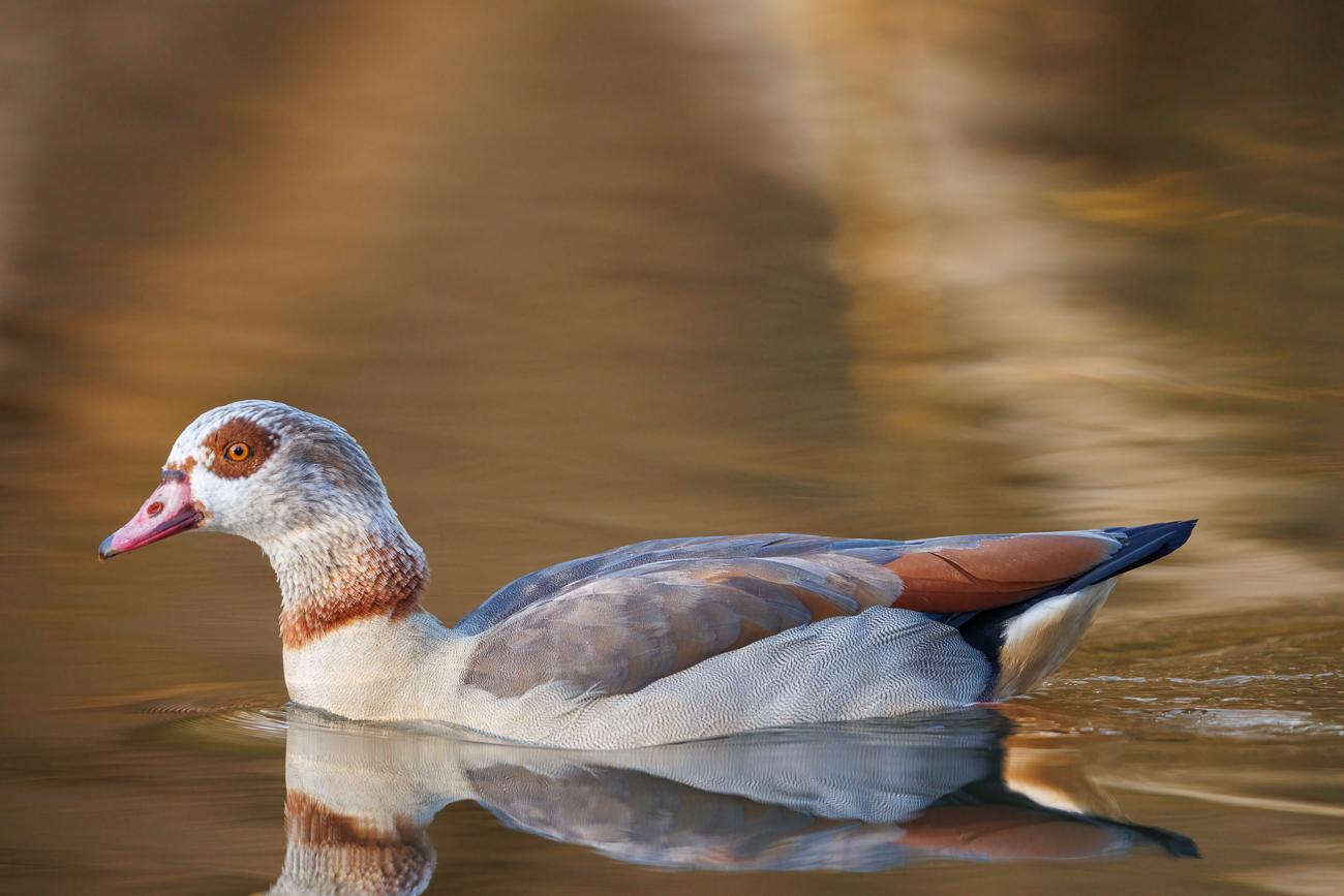 Nilgans [Alopochen aegyptiaca]