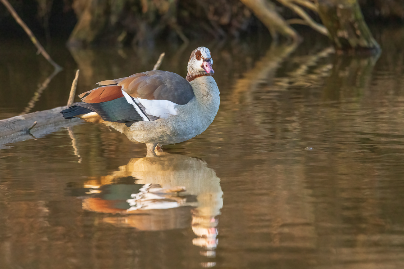 Nilgans [Alopochen aegyptiaca]