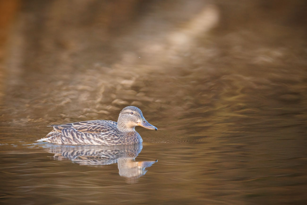 Stockente [Anas platyrhynchos]