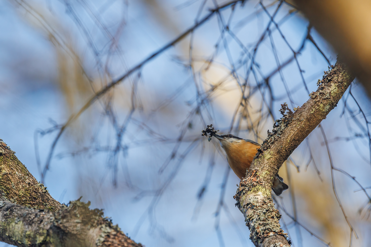 Kleiber [Sitta europaea]