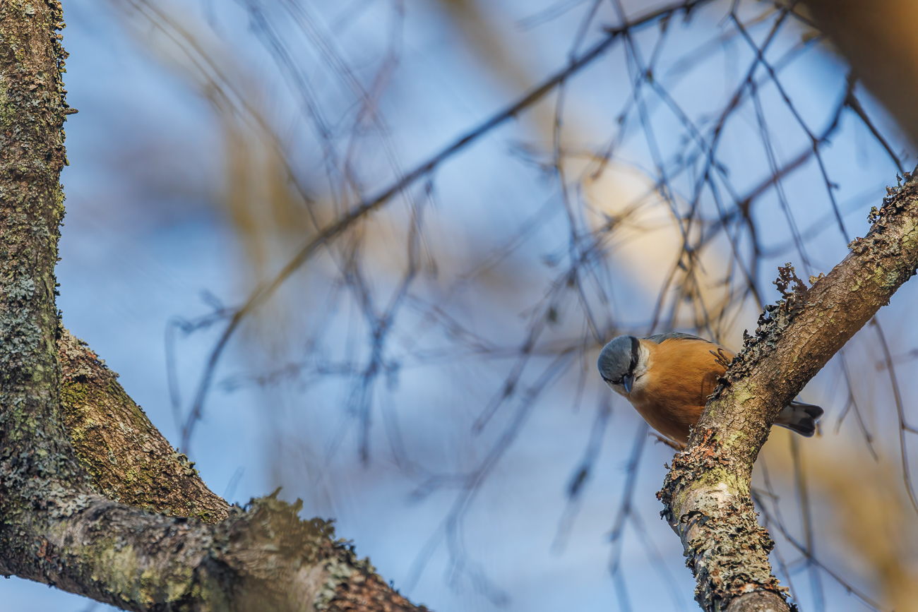 Kleiber [Sitta europaea]