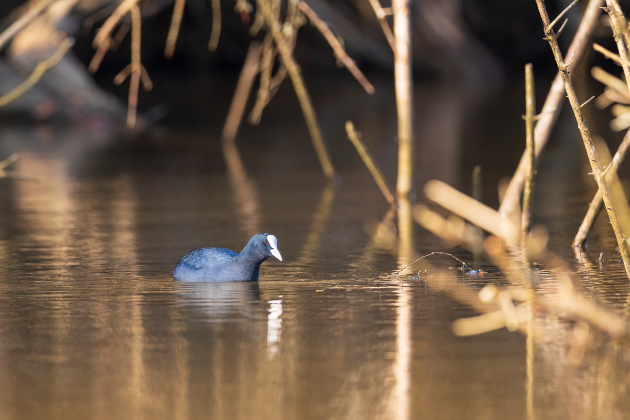 Blässhuhn [Fulica atra]