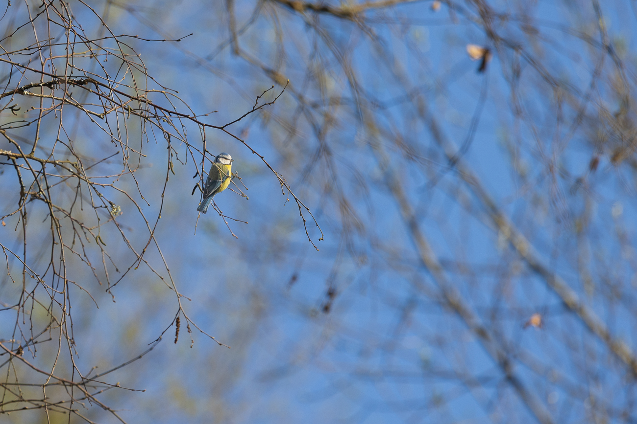 Blaumeise [Cyanistes caeruleus]