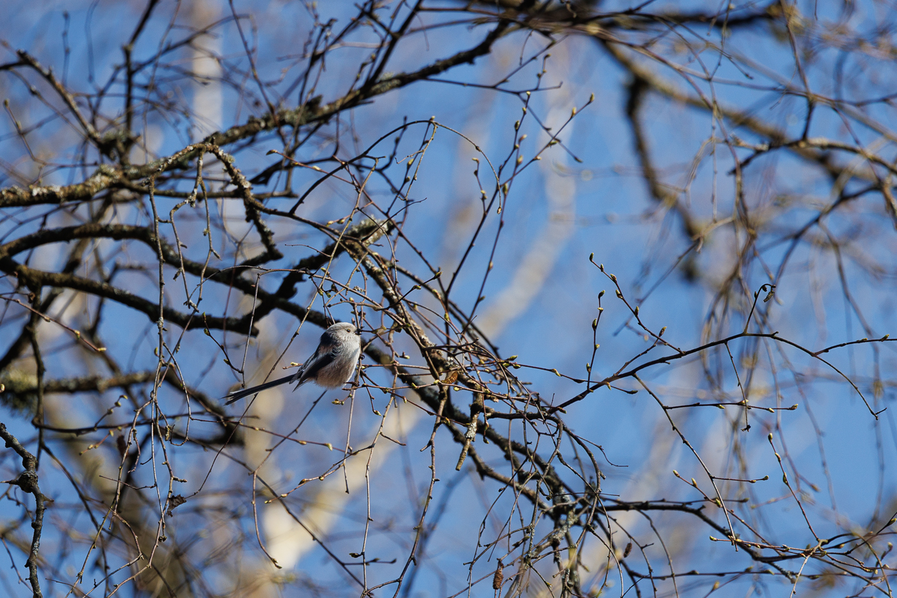 Schwanzmeise [Aegithalos caudatus]
