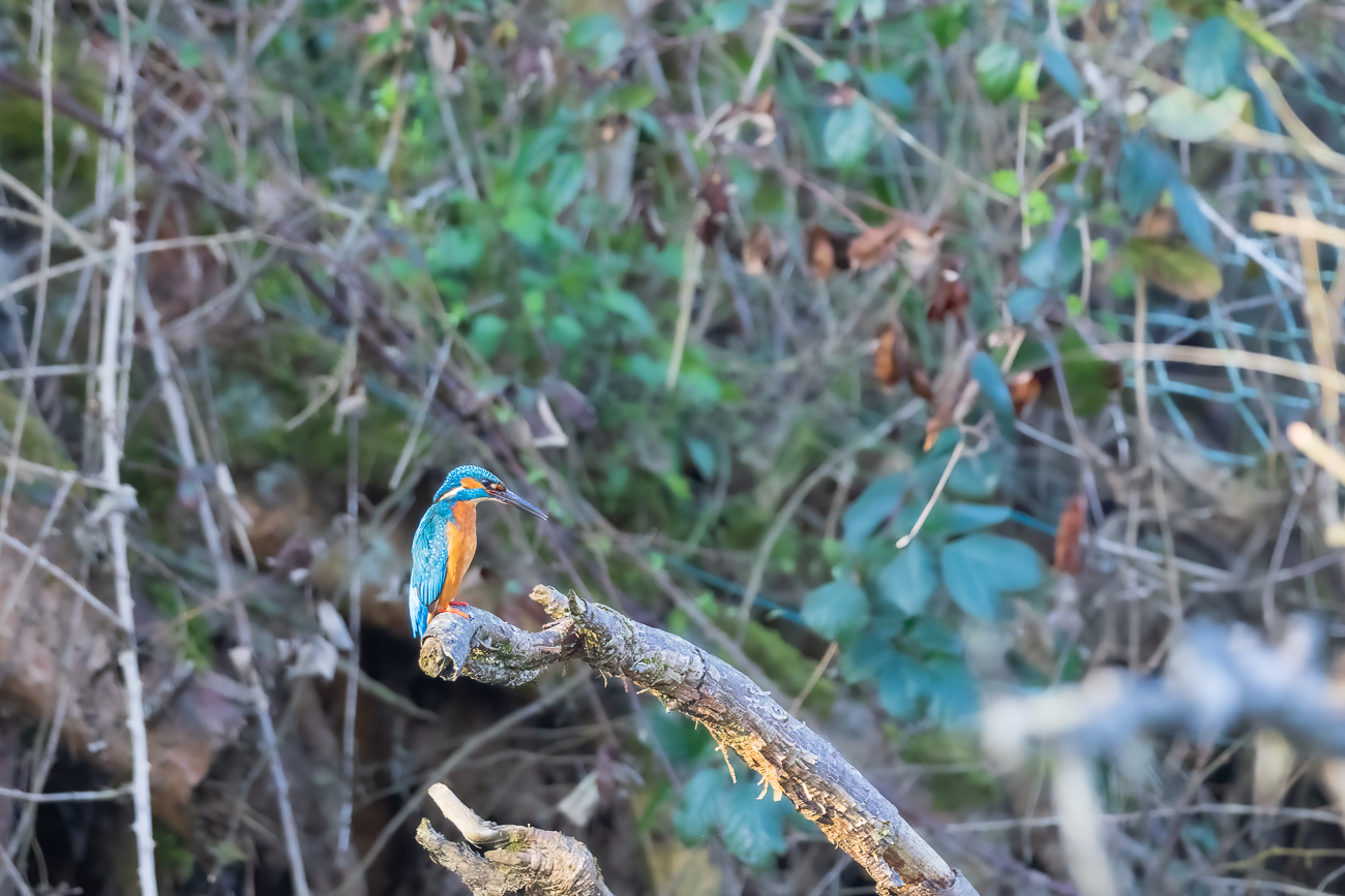 Eisvogel [Alcedo atthis] ♂