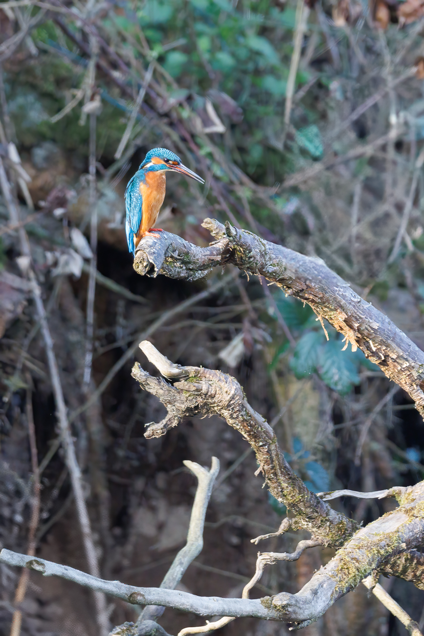 Eisvogel [Alcedo atthis] ♂