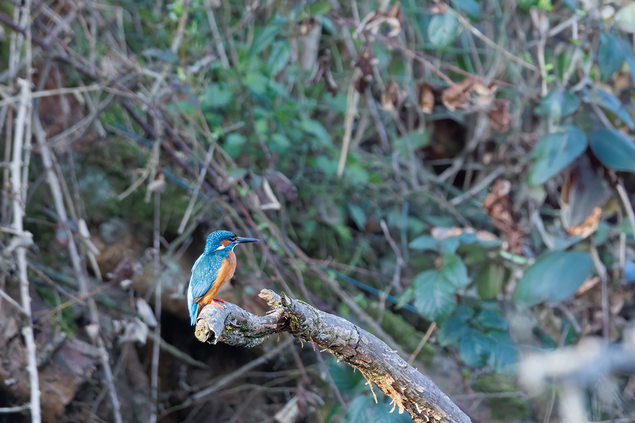 Eisvogel [Alcedo atthis] ♂