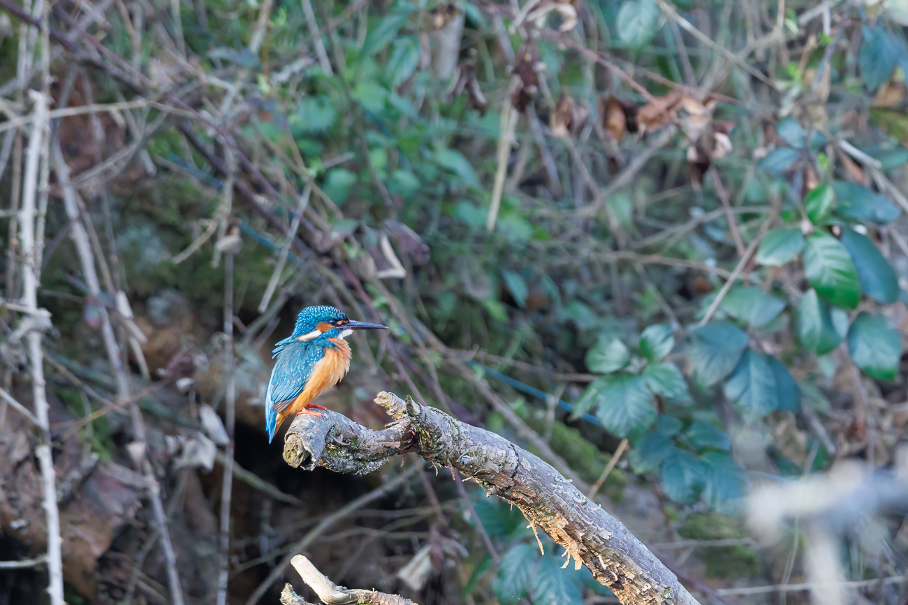 Eisvogel [Alcedo atthis] ♂