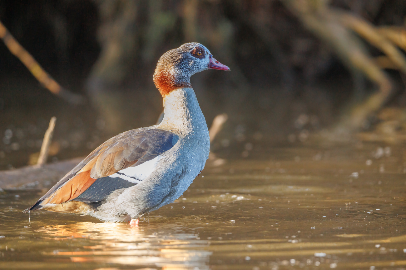 Nilgans [Alopochen aegyptiaca]