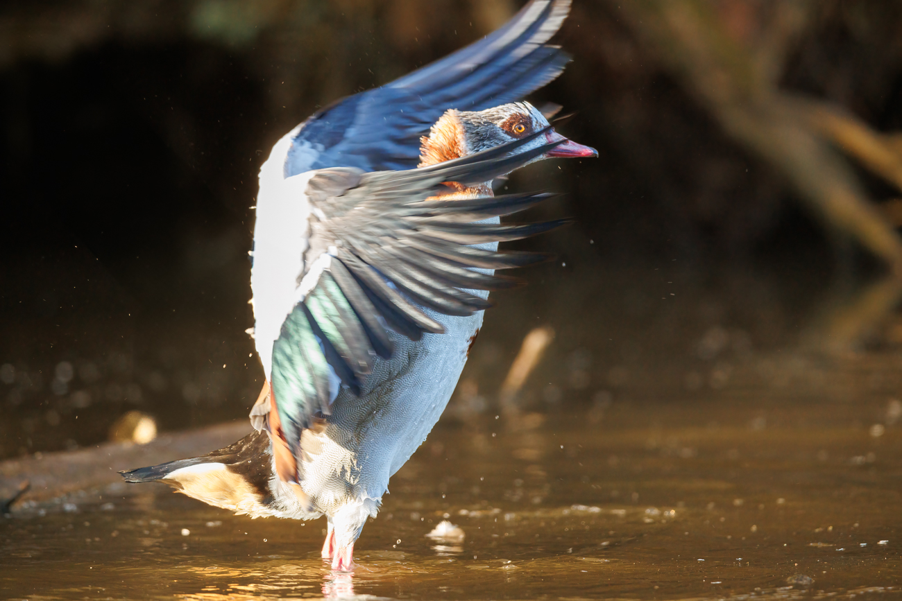 Nilgans [Alopochen aegyptiaca]