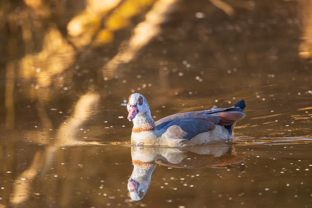 Nilgans [Alopochen aegyptiaca]