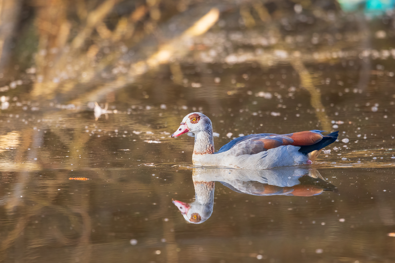 Nilgans [Alopochen aegyptiaca]