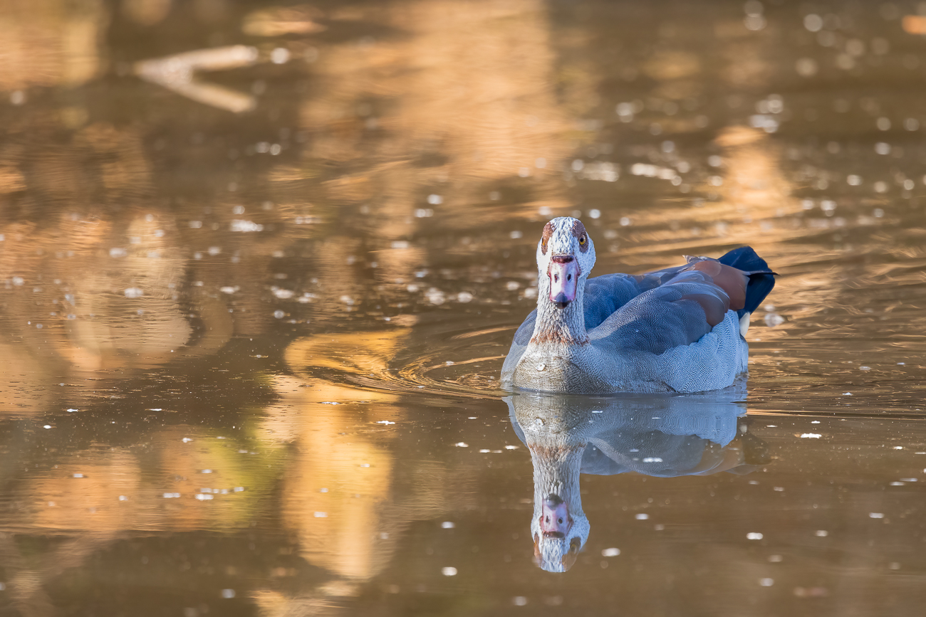 Nilgans [Alopochen aegyptiaca]