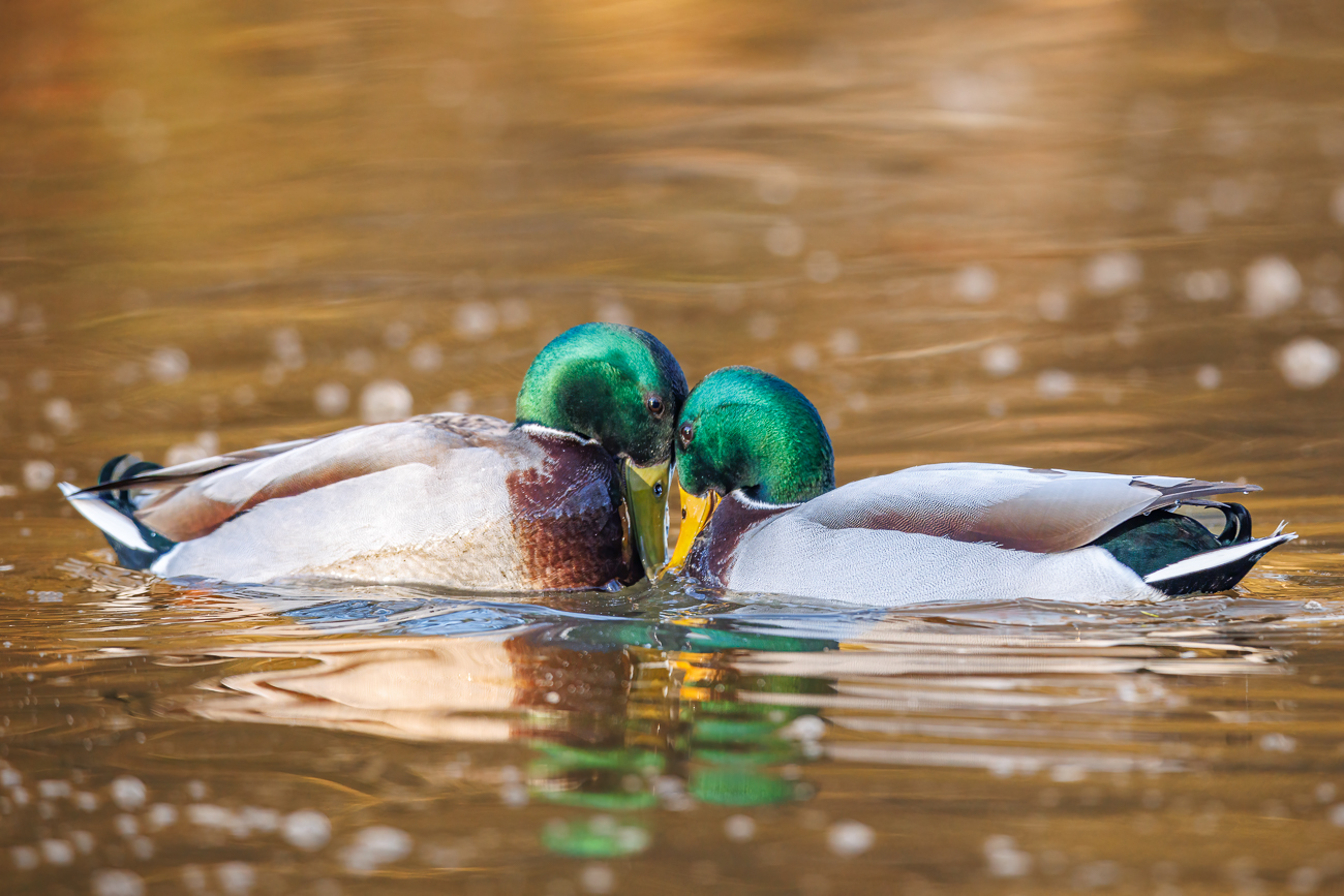 Stockenten [Anas platyrhynchos] ♂ beim Streiten