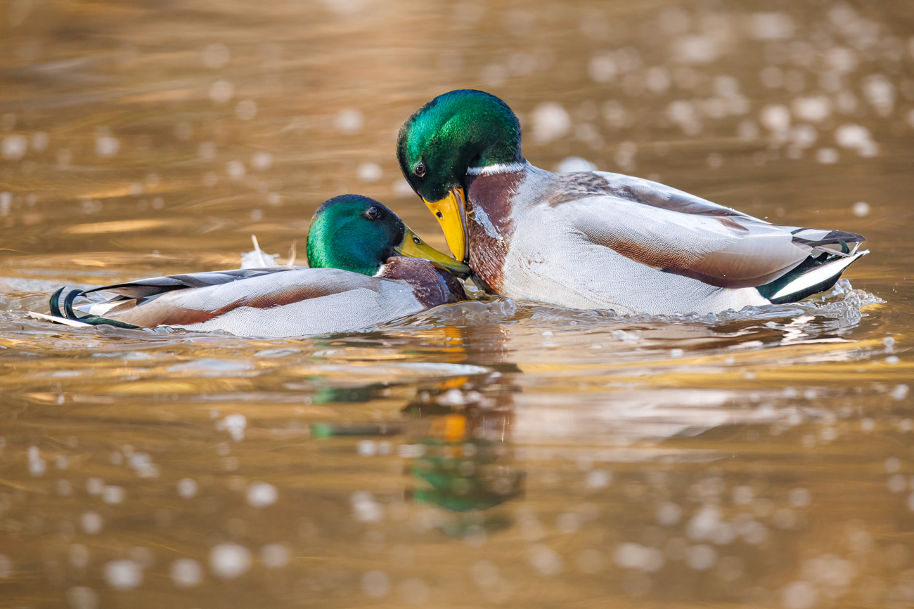 Stockenten [Anas platyrhynchos] ♂ beim Streiten