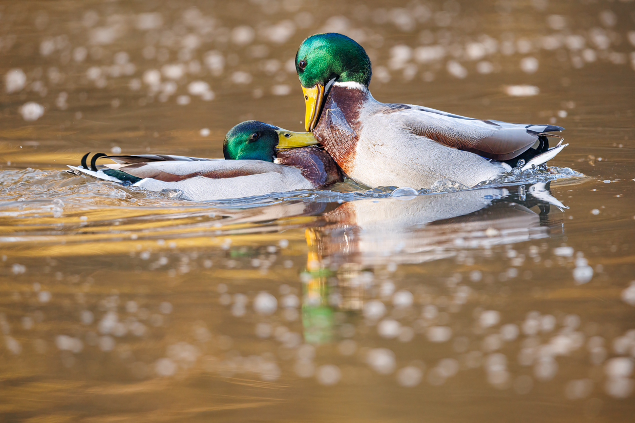 Stockenten [Anas platyrhynchos] ♂ beim Streiten