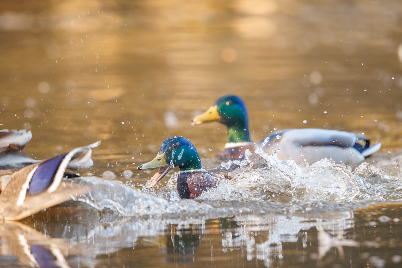 Stockenten [Anas platyrhynchos] ♂ nun wird es ernst