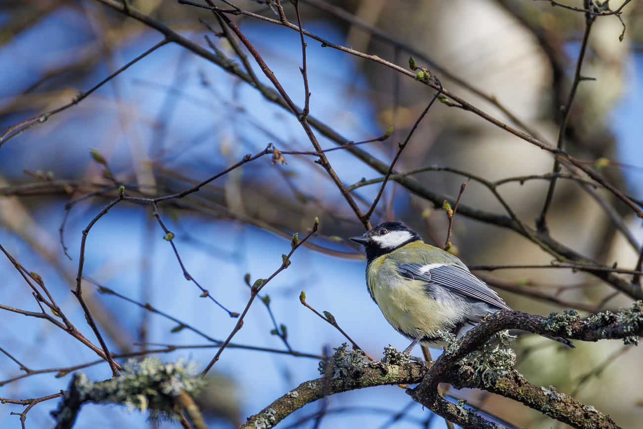 Kohlmeise [Parus major]
