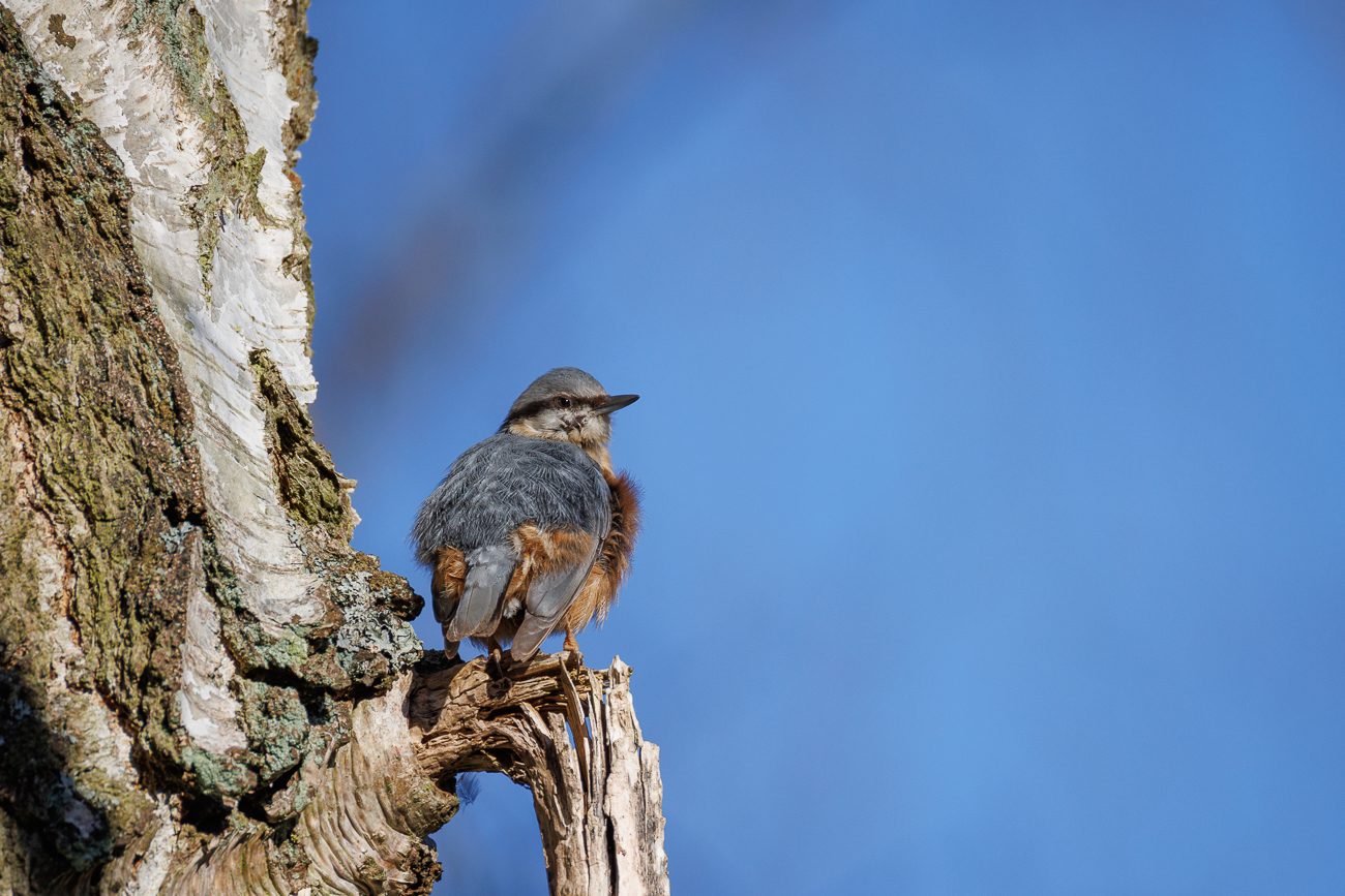 Kleiber [Sitta europaea]