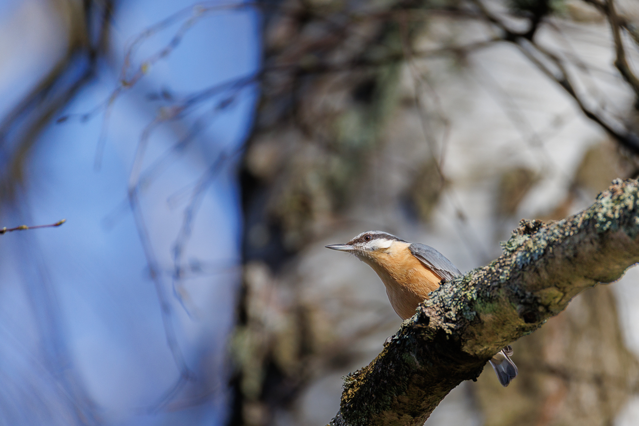 Kleiber [Sitta europaea]