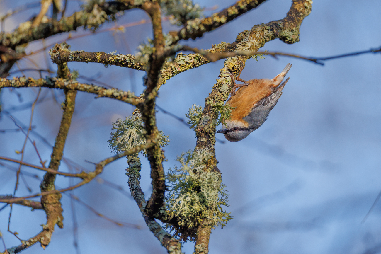 Kleiber [Sitta europaea]