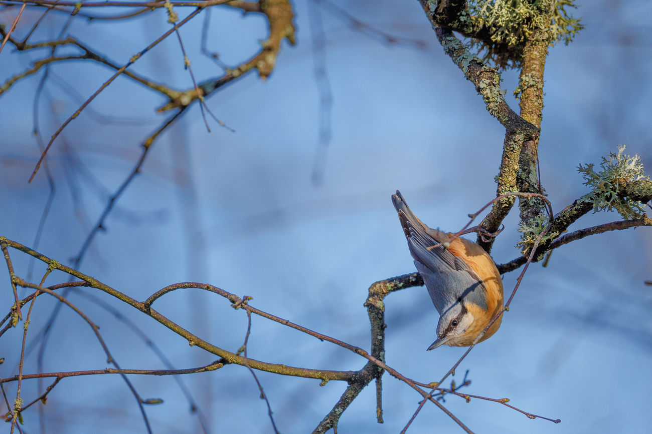 Kleiber [Sitta europaea]