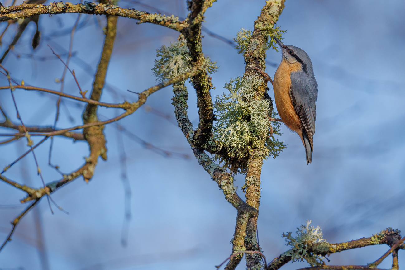 Kleiber [Sitta europaea]