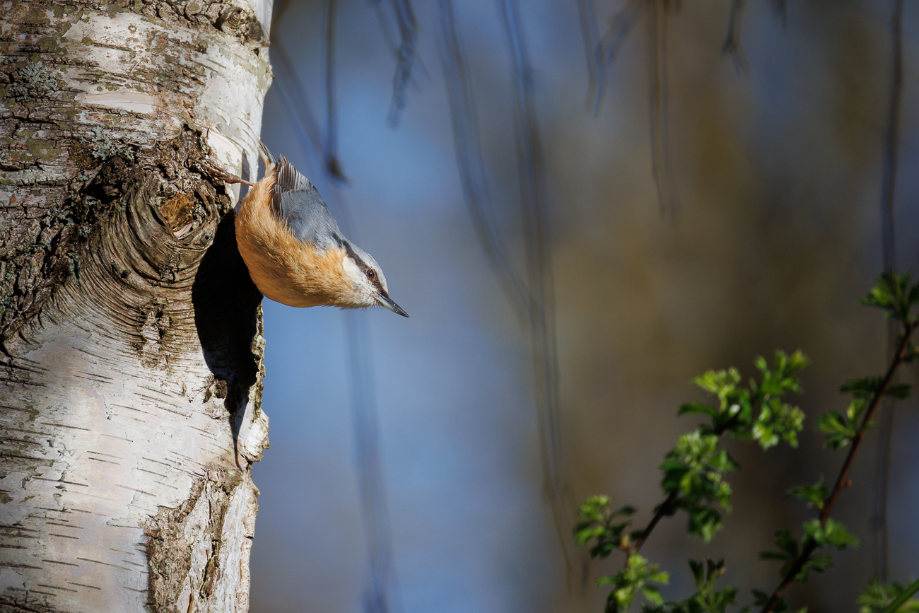 Kleiber [Sitta europaea]