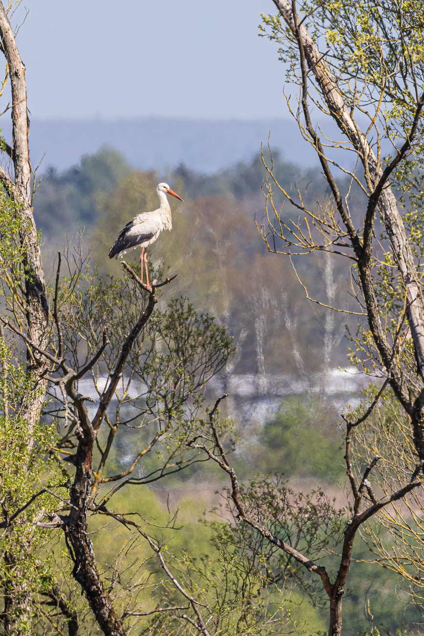 Dieser Storch steht weit auf der anderen Seite der Wasserfläche