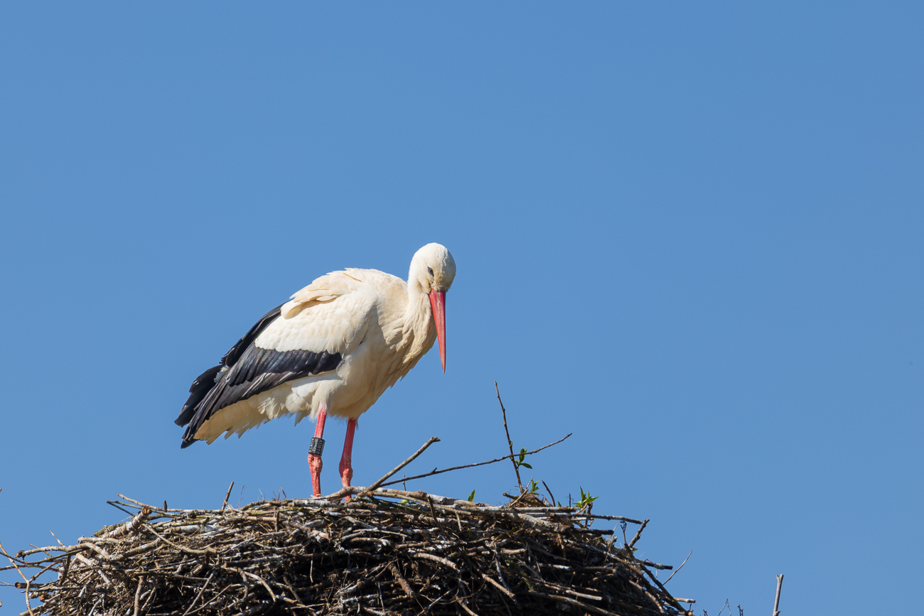 Addi auf seinem Nest