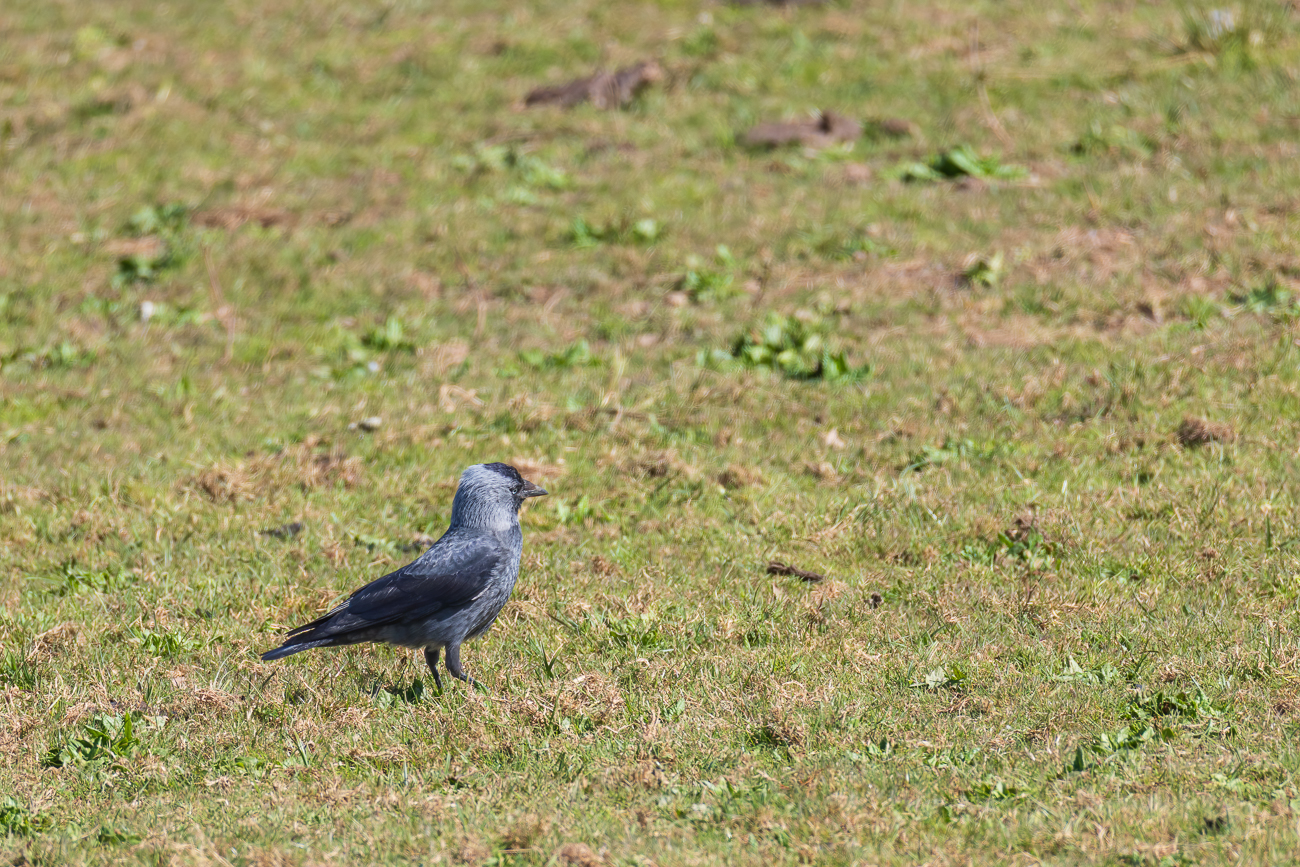 Dohle [Corvus monedula]