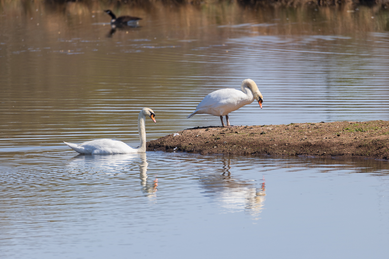 Höckerschwäne [Cygnus olor]