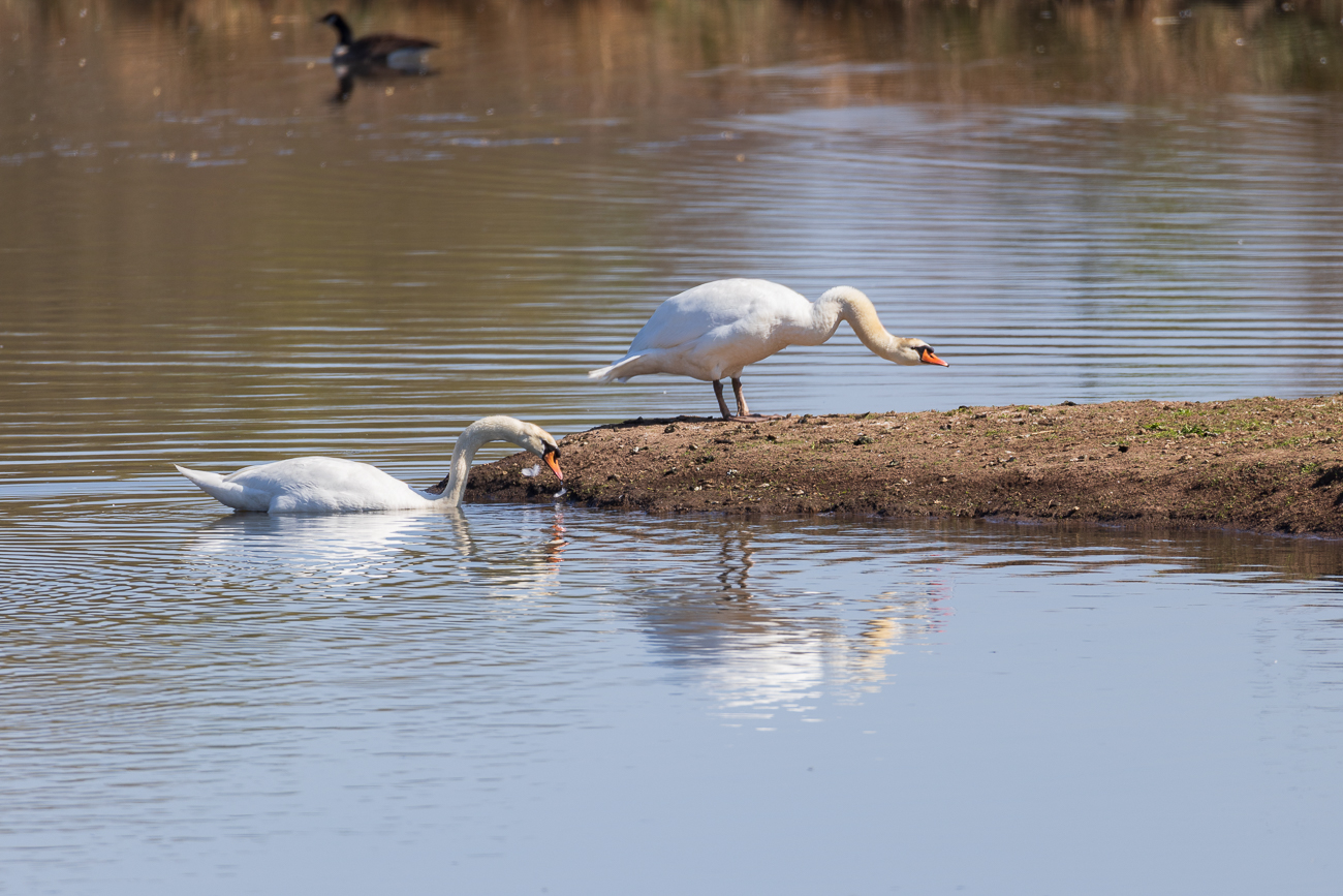 Höckerschwäne [Cygnus olor]