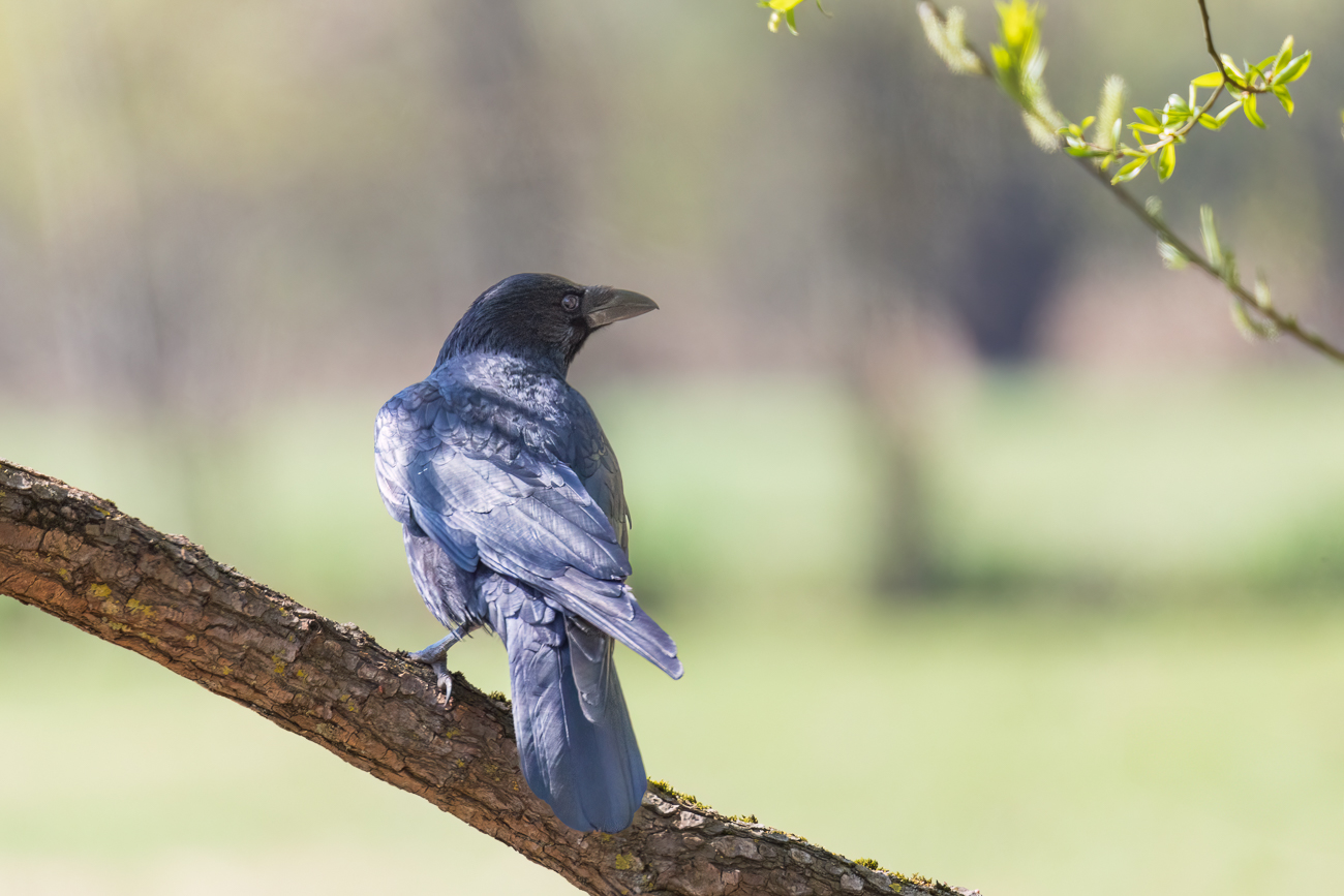 Rabenkrähe [Corvus corone]