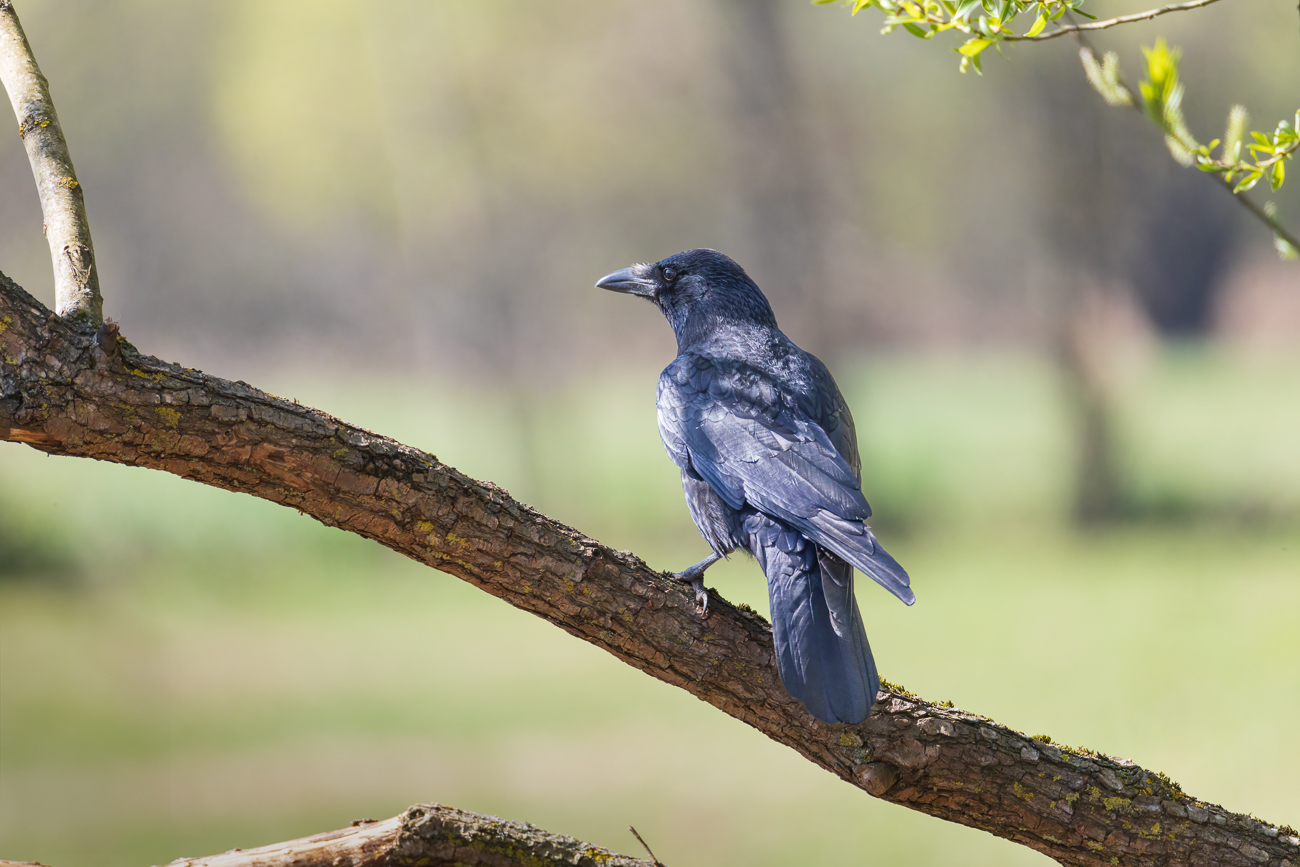 Rabenkrähe [Corvus corone]