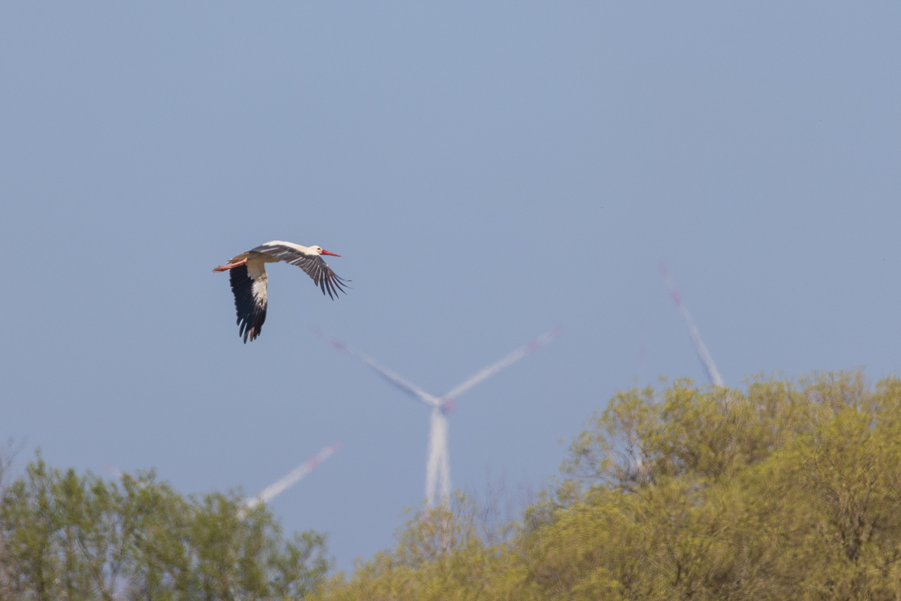 Meister Adebar im Überflug