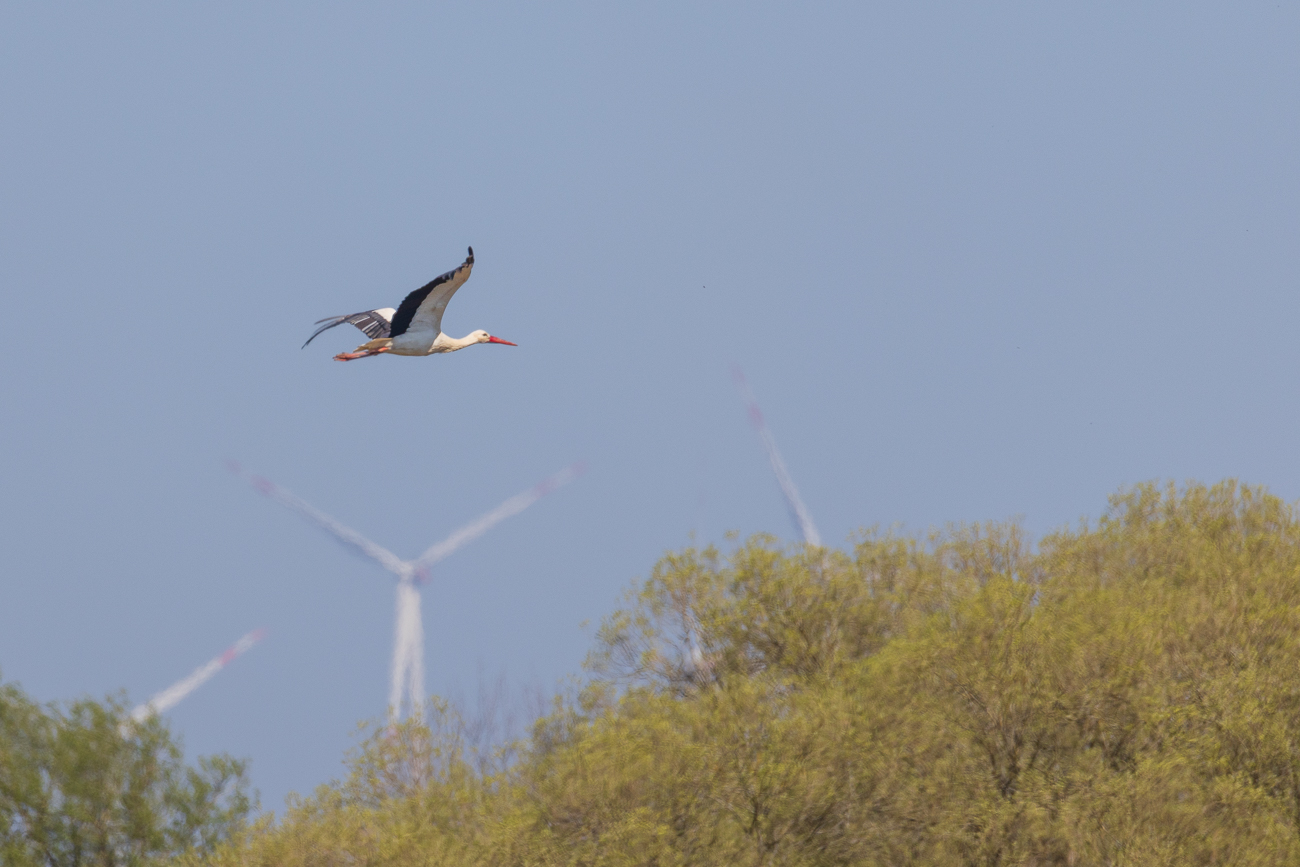 Meister Adebar im Überflug