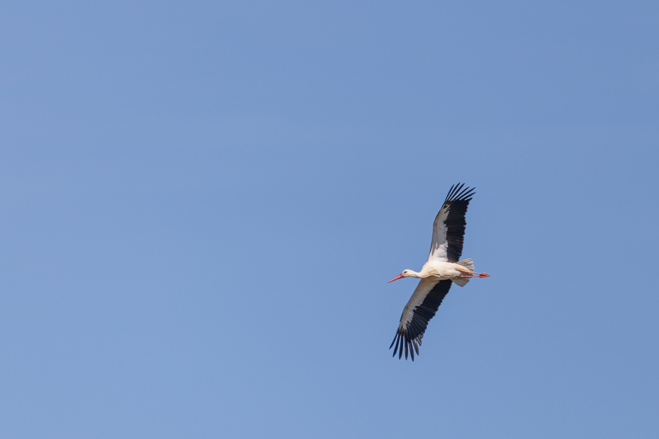 Meister Adebar im Überflug