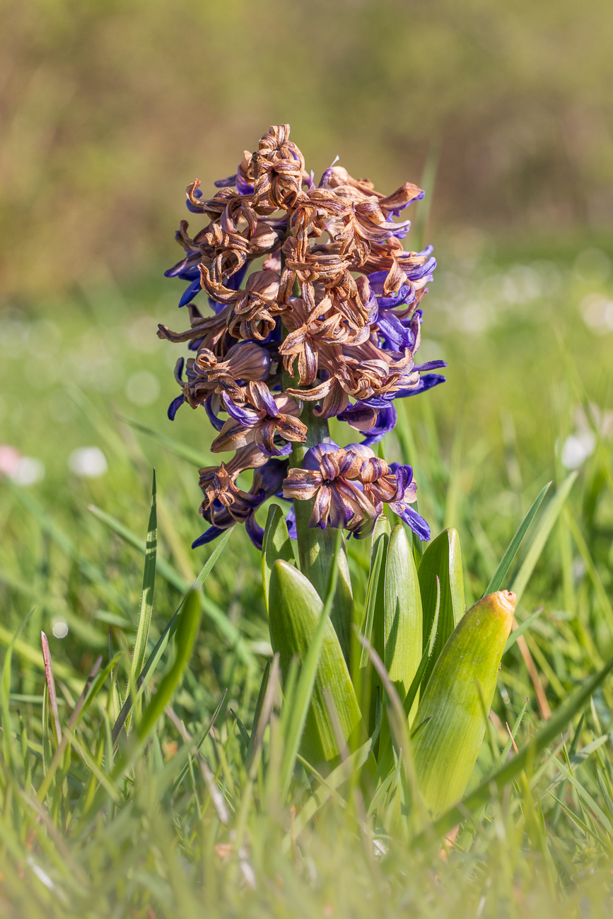 Gemeine Hyazinthe [Hyacinthus orientalis]